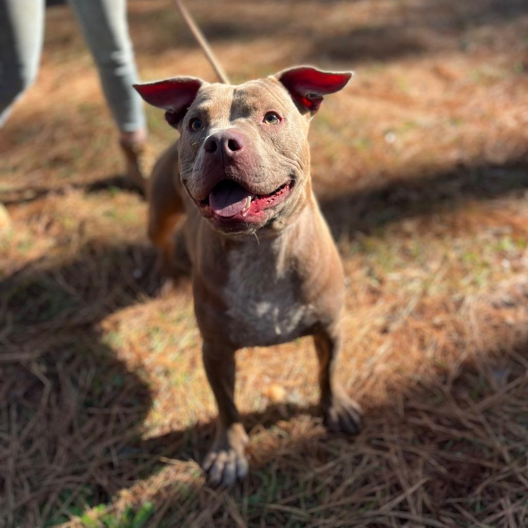 Enlarge Spike, a Adoptable mixed breed in Palestine, TX image 6/6