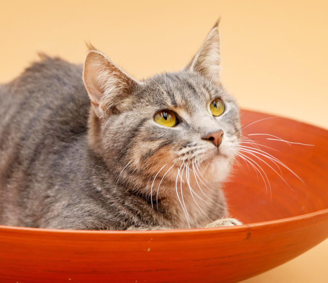 Enlarge Gary loves snuggles - just a sweet angel!  VIDEO!  w, a ADOPTABLE mixed breed in Bedford Hills, NY image 4/5