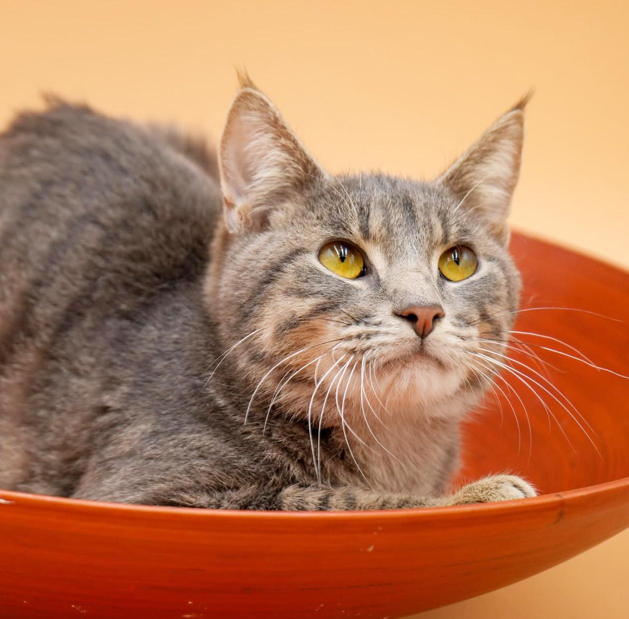 Enlarge Gary loves snuggles - just a sweet angel!  VIDEO!  w, a ADOPTABLE mixed breed in Bedford Hills, NY image 5/5