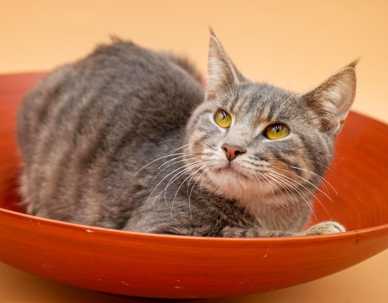 Enlarge Gary loves snuggles - just a sweet angel!  VIDEO!  w, a ADOPTABLE mixed breed in Bedford Hills, NY image 3/5