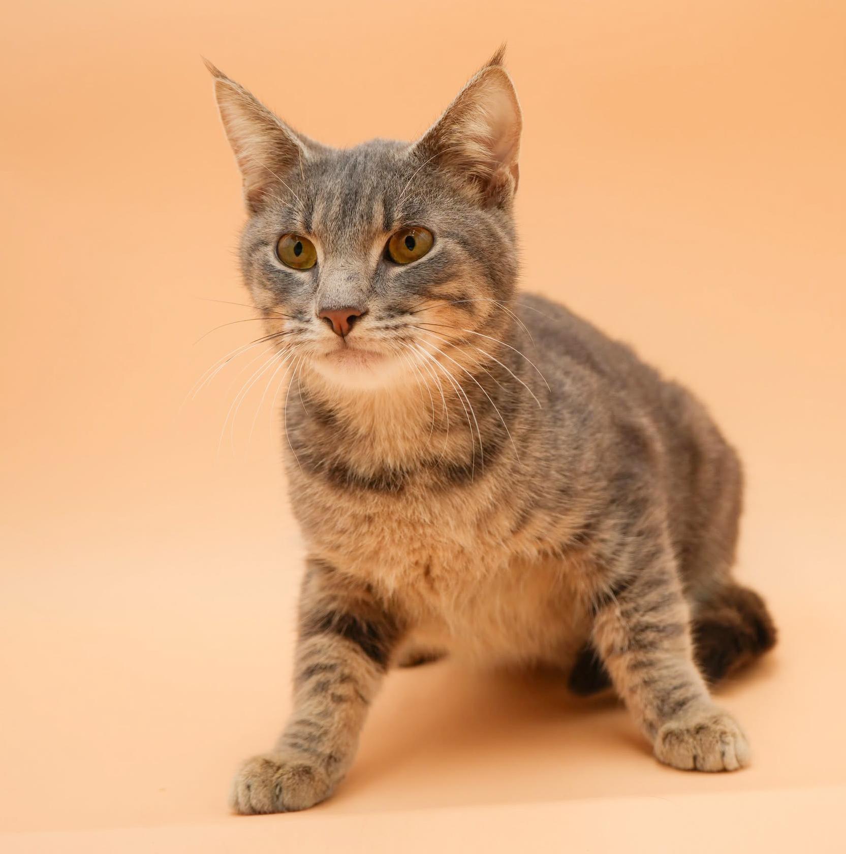 Gary loves snuggles - just a sweet angel!  VIDEO!  w, ADOPTABLE, Kitten Male Silver & Tabby.