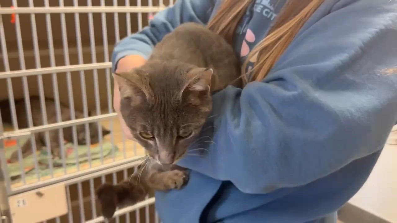 Enlarge Gary loves snuggles - just a sweet angel!  VIDEO!  w, a ADOPTABLE mixed breed in Bedford Hills, NY video 2/5