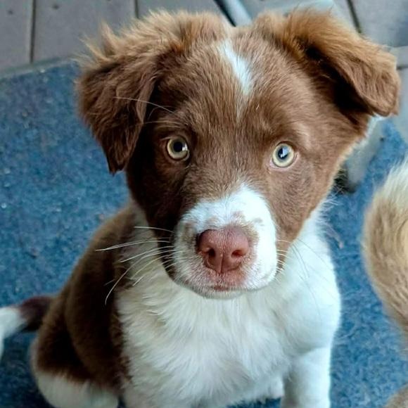 Gardenia, adopted, Puppy Female Australian Cattle Dog / Blue Heeler.