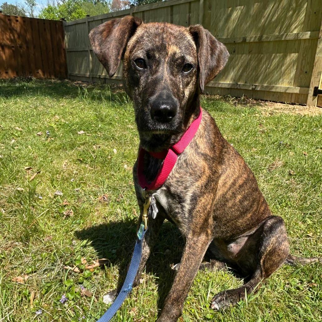 Enlarge Rogue, a Adoptable Mountain Cur in Falls Church, VA image 1/6