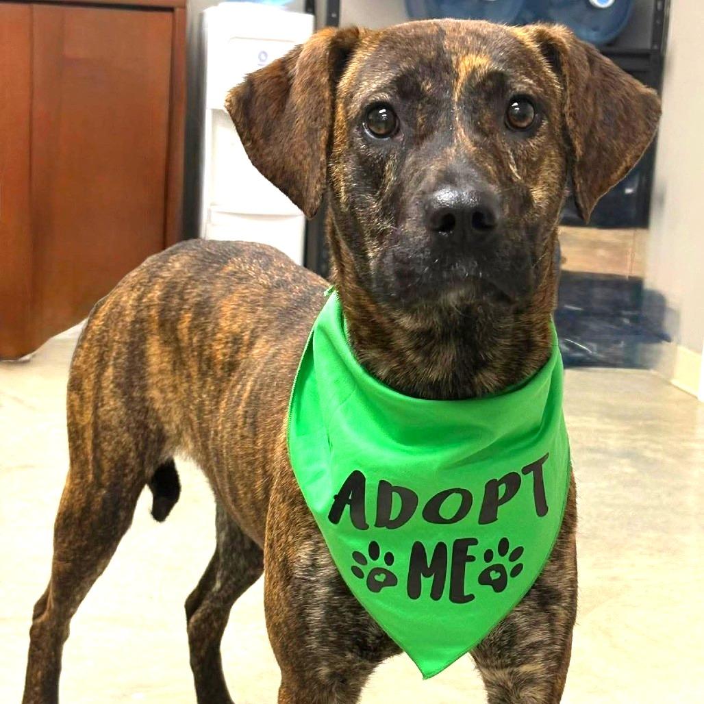 Enlarge Rogue, a Adoptable Mountain Cur in Falls Church, VA image 2/6