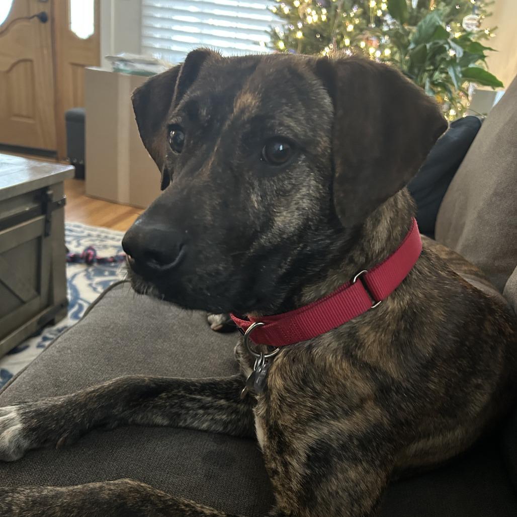 Enlarge Rogue, a Adoptable Mountain Cur in Falls Church, VA image 5/6