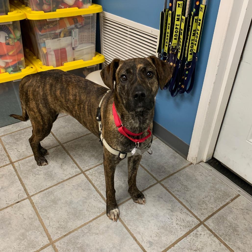Enlarge Rogue, a Adoptable Mountain Cur in Falls Church, VA image 6/6