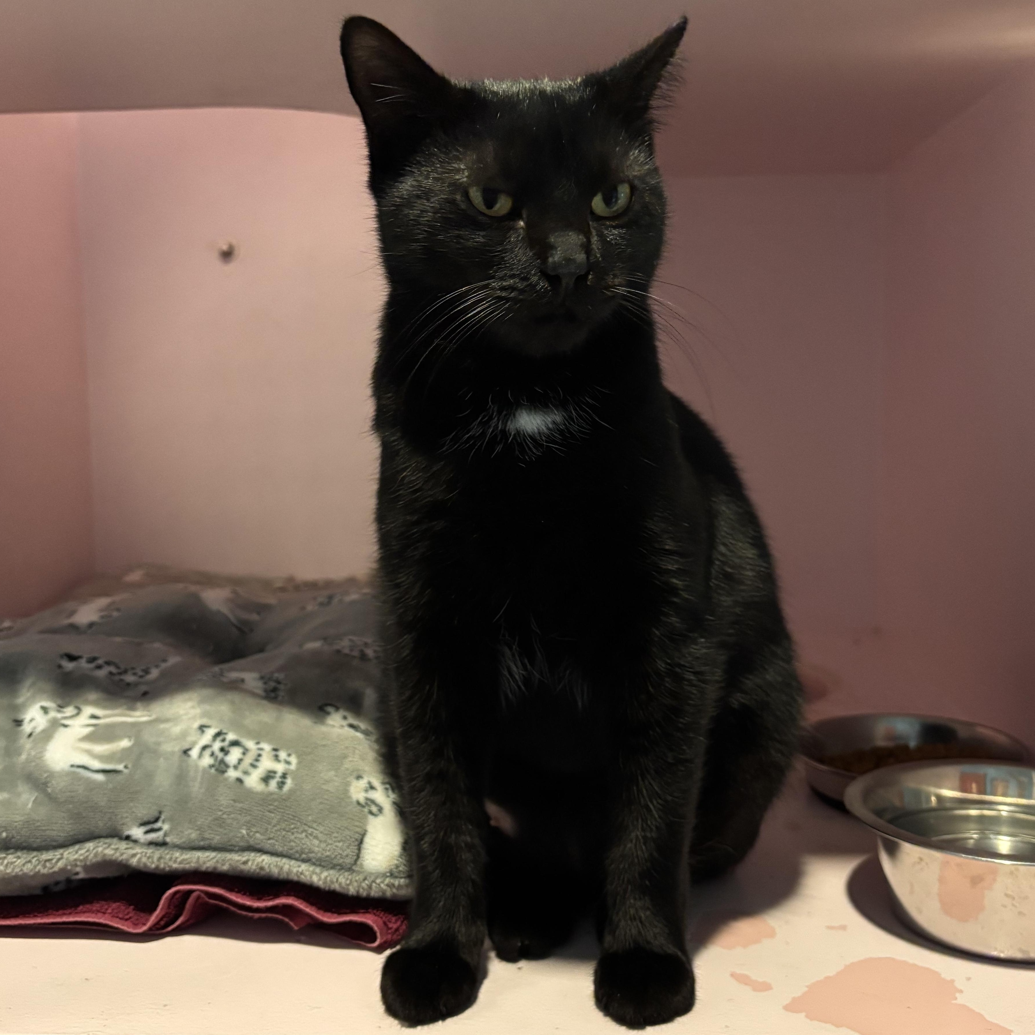 Enlarge Chanel, a Adoptable Domestic Short Hair in Charleston, SC image 2/3