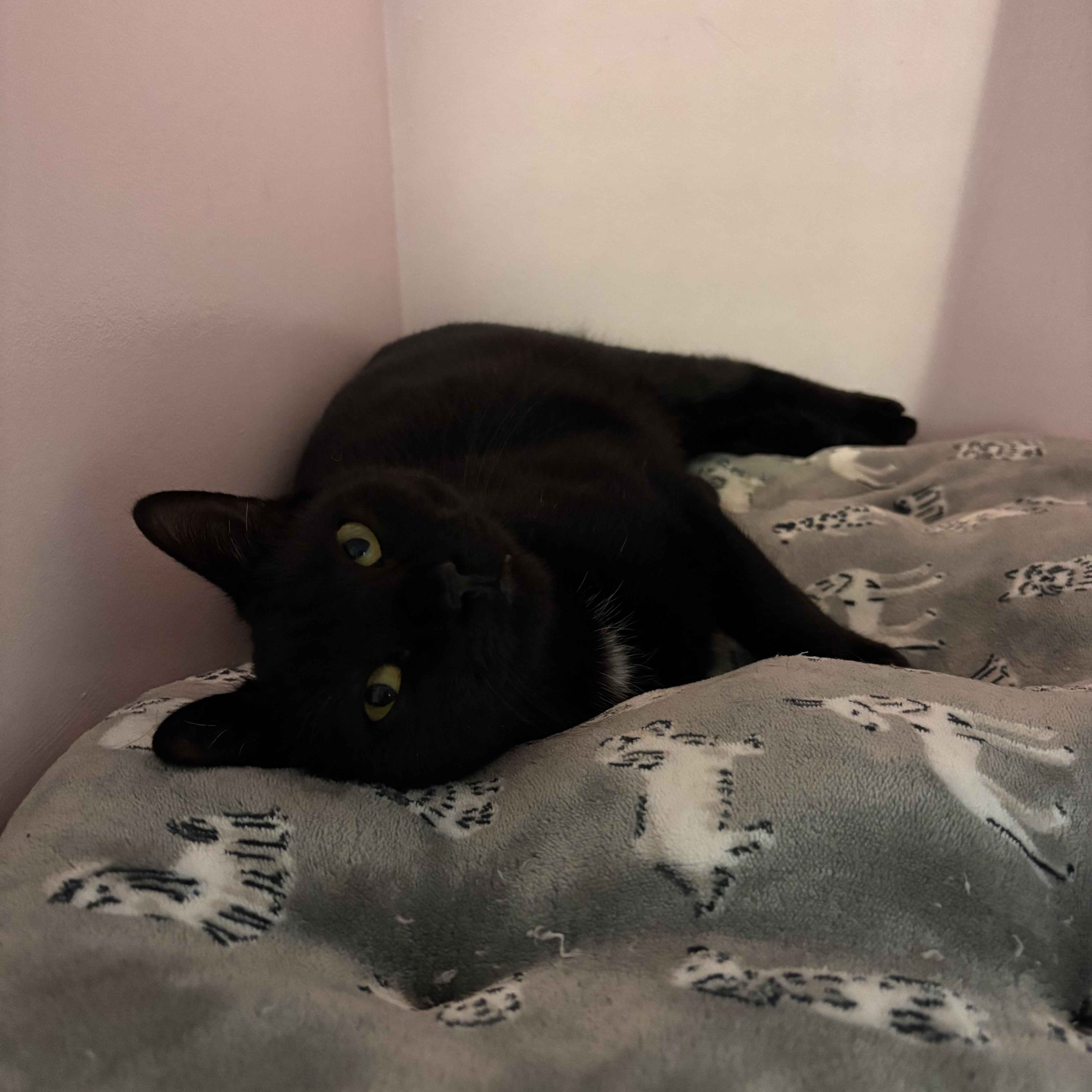 Enlarge Chanel, a Adoptable Domestic Short Hair in Charleston, SC image 3/3