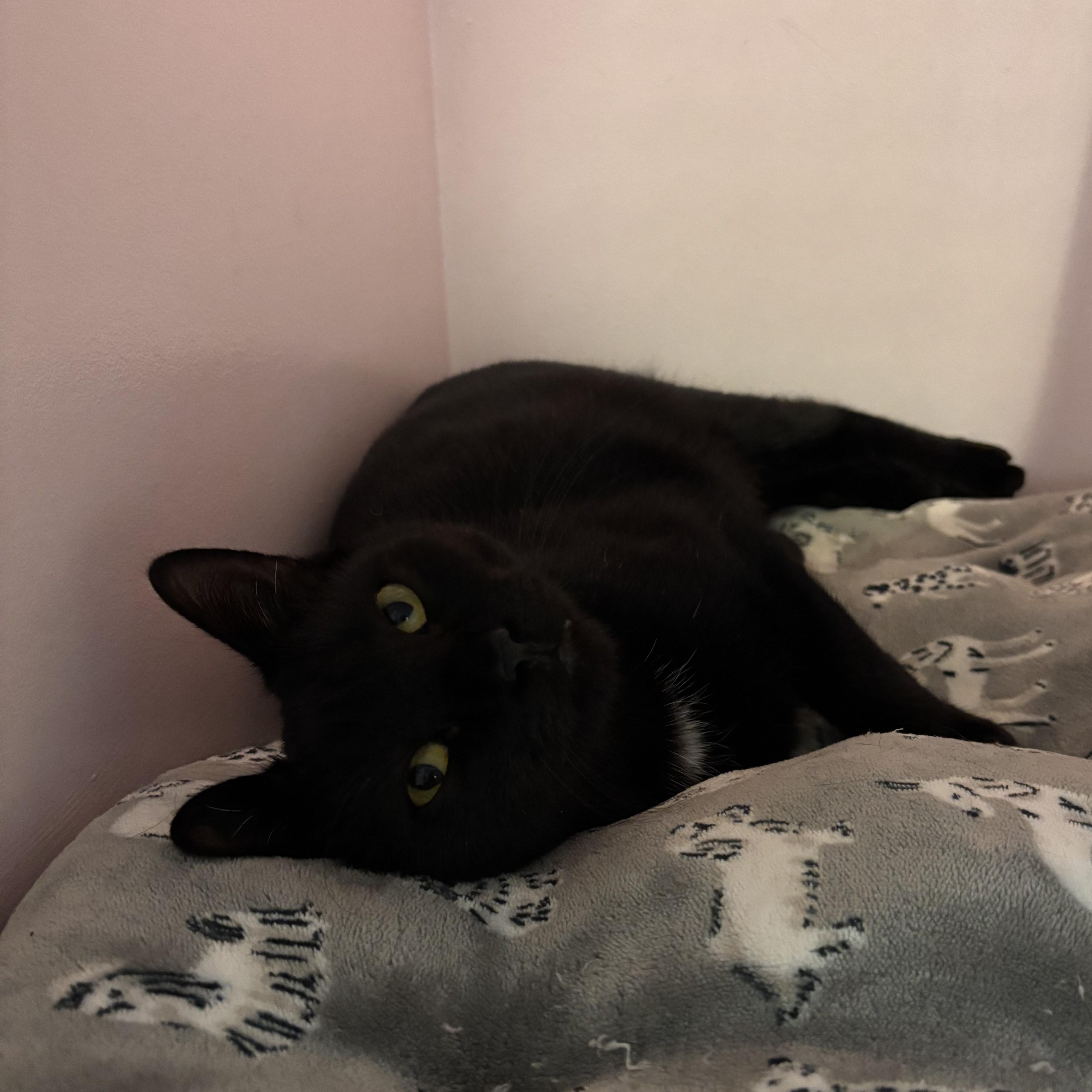 Enlarge Chanel, a Adoptable Domestic Short Hair in Charleston, SC image 1/3