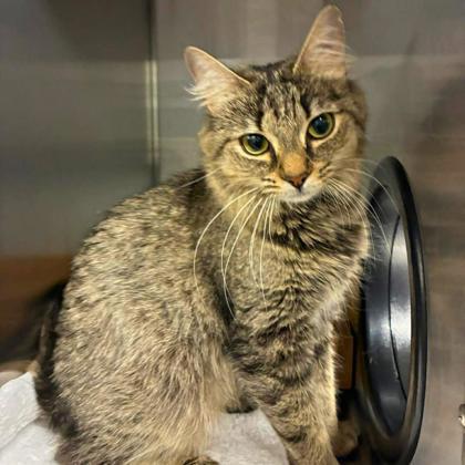 Mila, Adoptable, Adult Female Domestic Medium Hair & Domestic Short Hair.