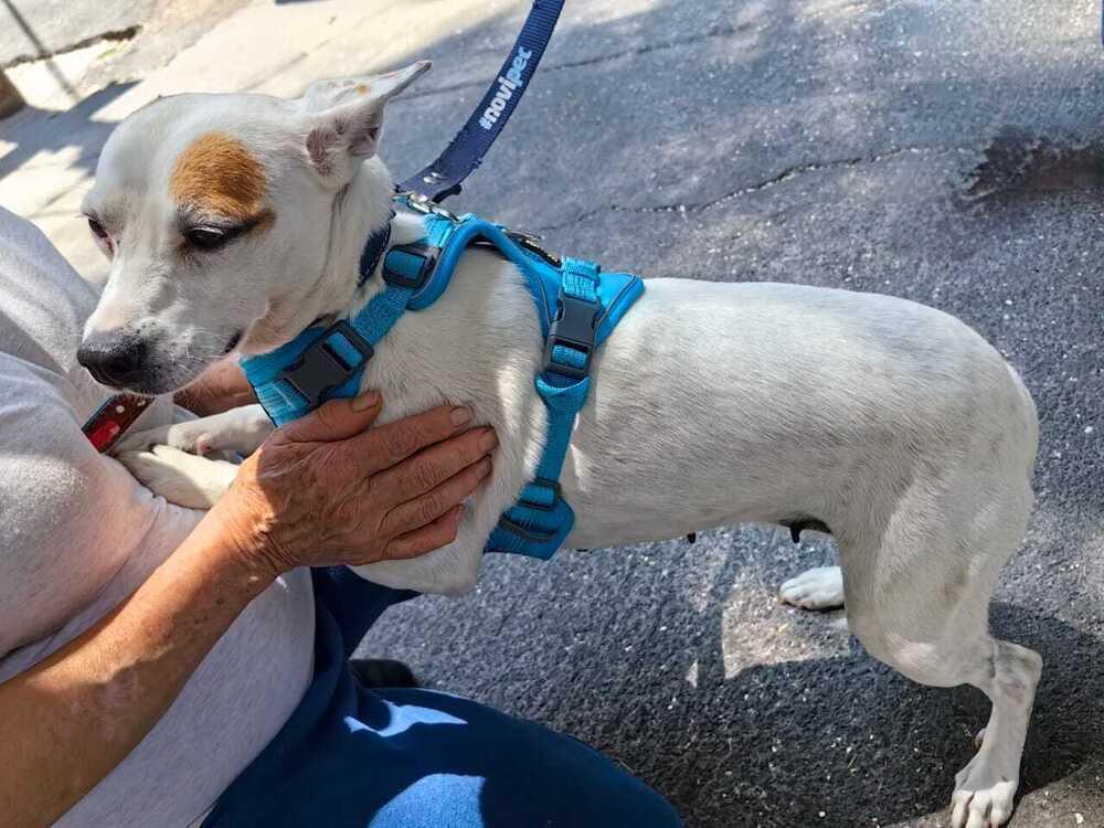 JENNY, Adoptable, Young Female Jack Russell Terrier & Chihuahua.