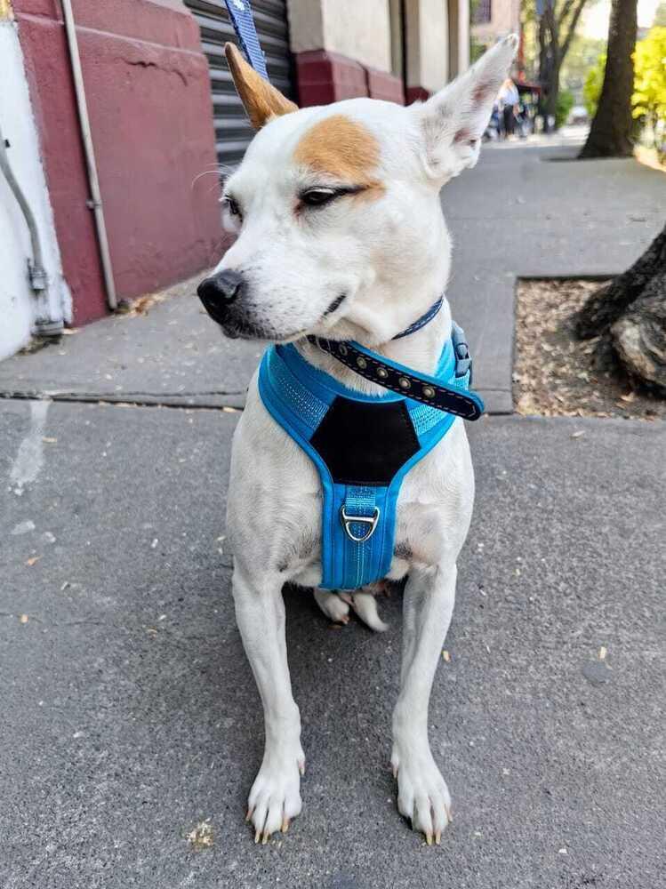 Enlarge JENNY, a Adoptable mixed breed in Langley, BC image 2/6
