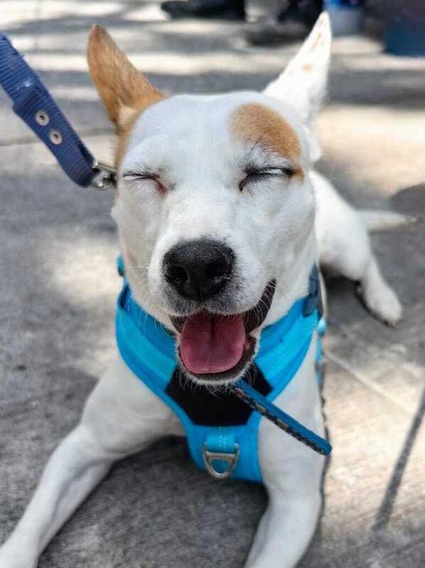 Enlarge JENNY, a Adoptable mixed breed in Langley, BC image 3/6