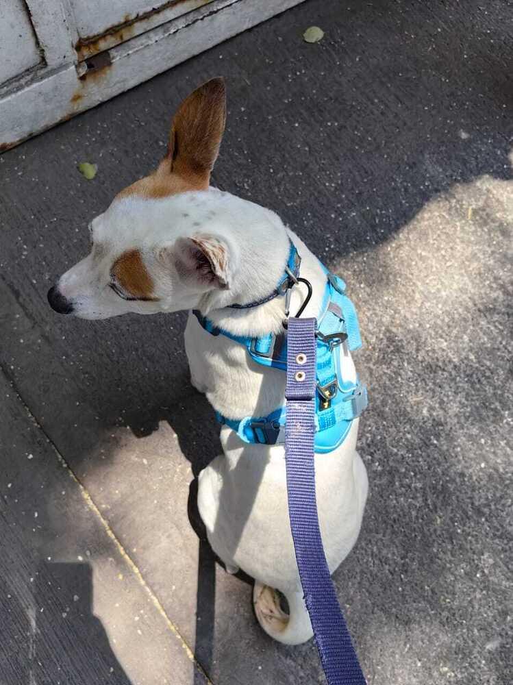 Enlarge JENNY, a Adoptable mixed breed in Langley, BC image 5/6