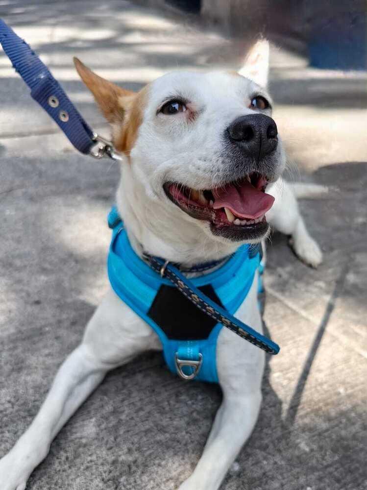 Enlarge JENNY, a Adoptable mixed breed in Langley, BC image 6/6