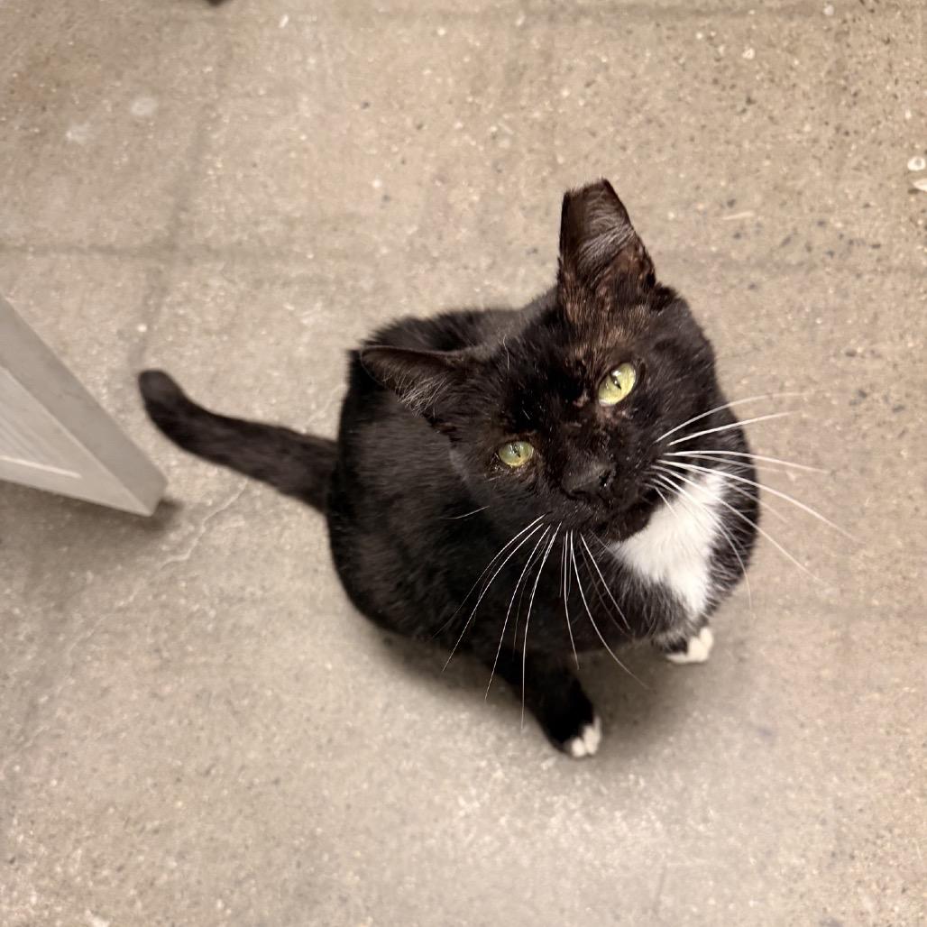 Laney Boy, a Adoptable Domestic Short Hair in Hamburg, NY image 1/5