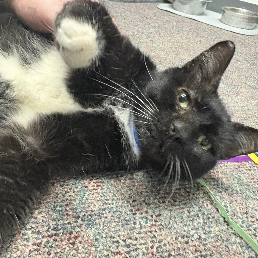 Laney Boy, a Adoptable Domestic Short Hair in Hamburg, NY image 3/5