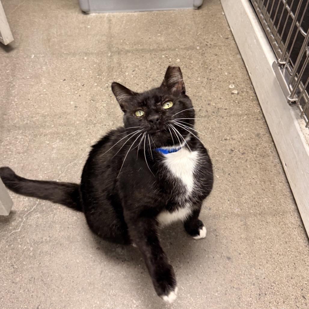 Laney Boy, a Adoptable Domestic Short Hair in Hamburg, NY image 4/5