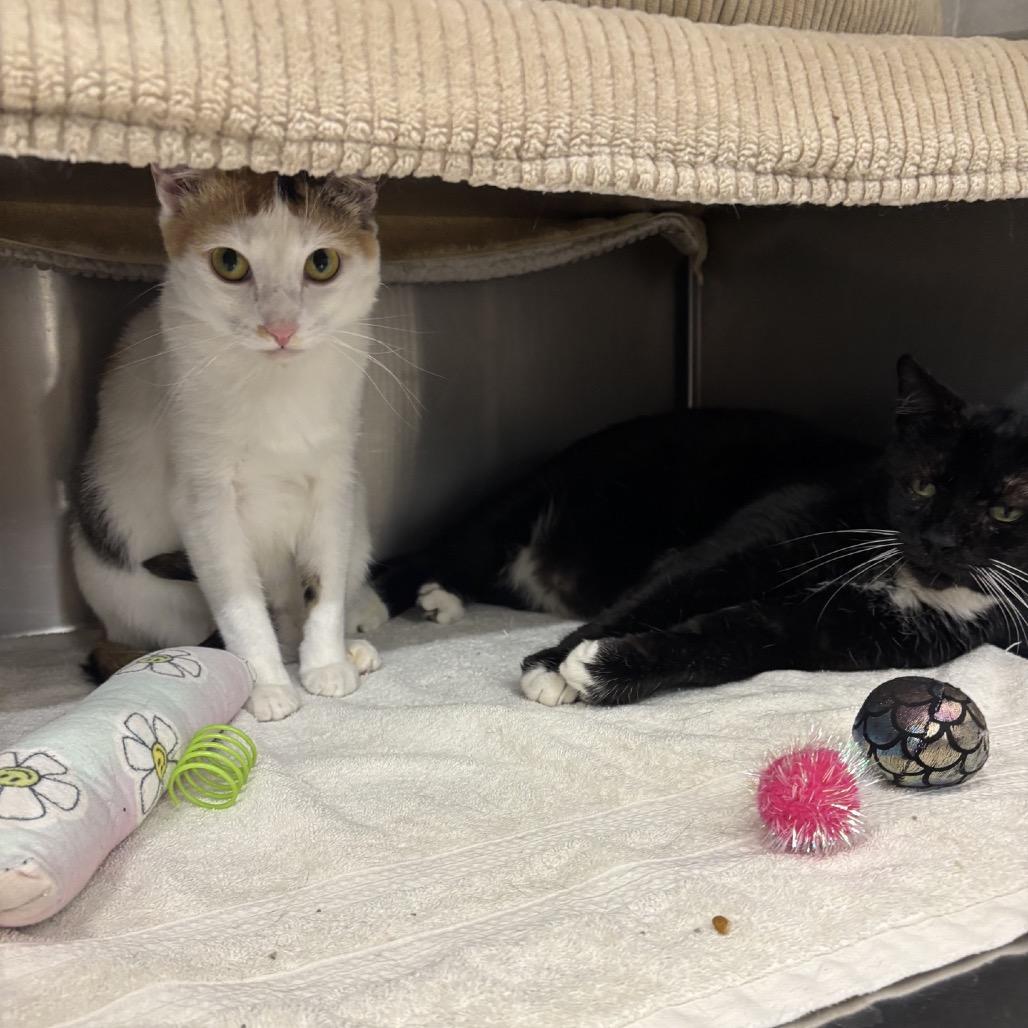 Laney Boy, a Adoptable Domestic Short Hair in Hamburg, NY image 5/5