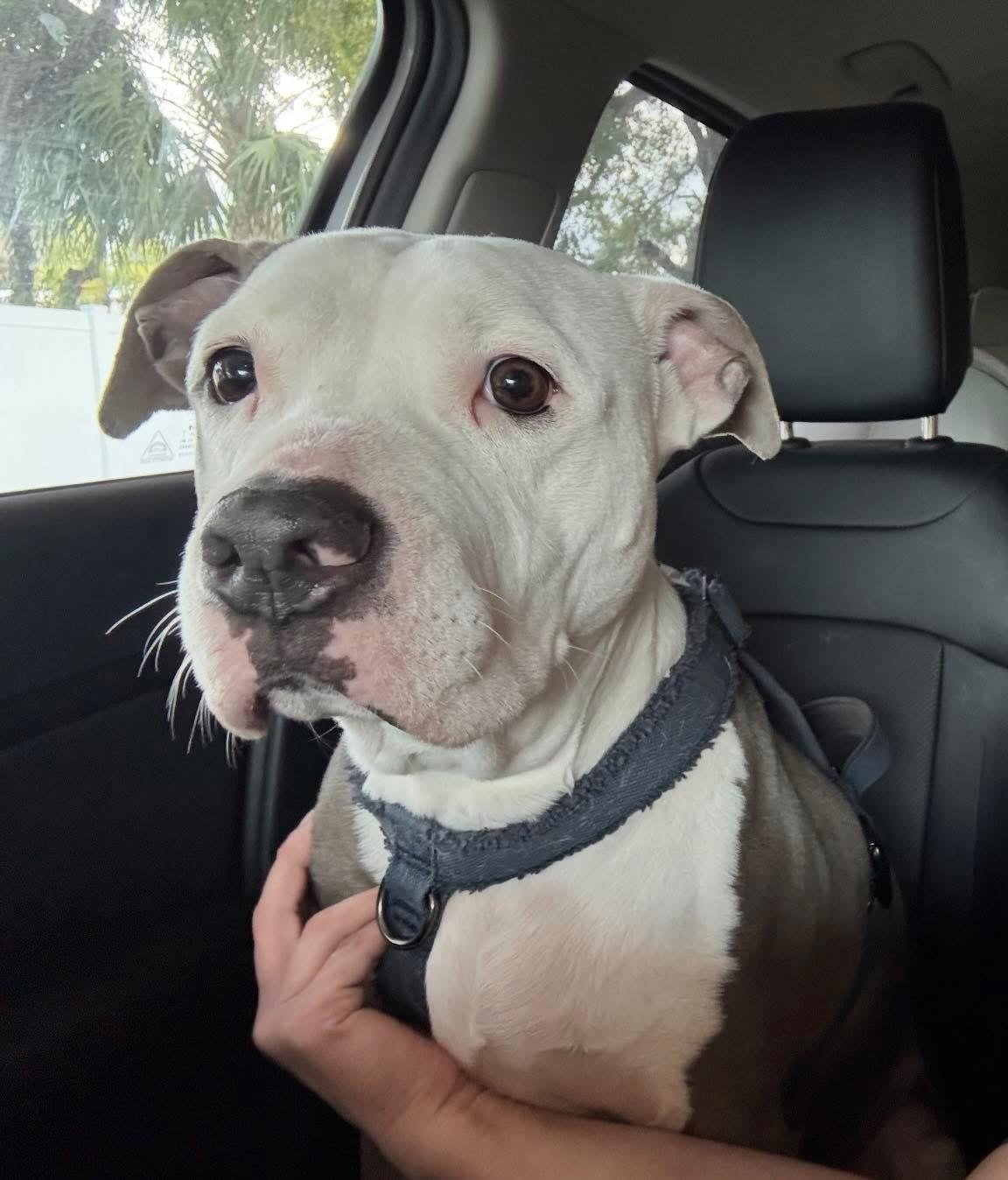 Enlarge Chancho, a Adoptable mixed breed in Palm springs, FL image 1/1