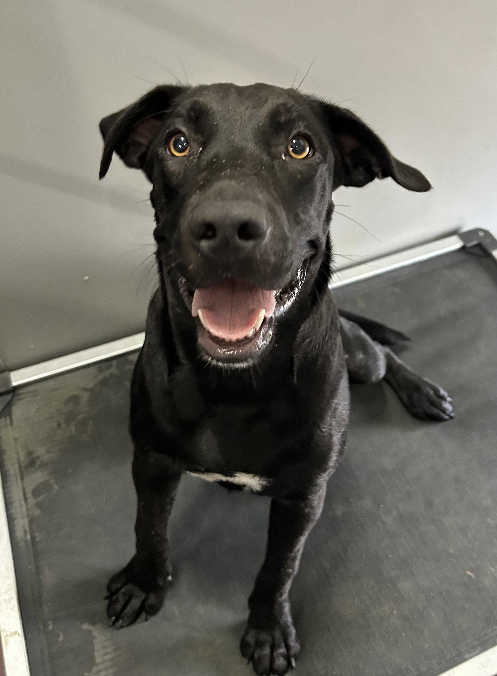 Enlarge Coconut, a Adoptable Mixed Breed in Corning, AR image 1/2