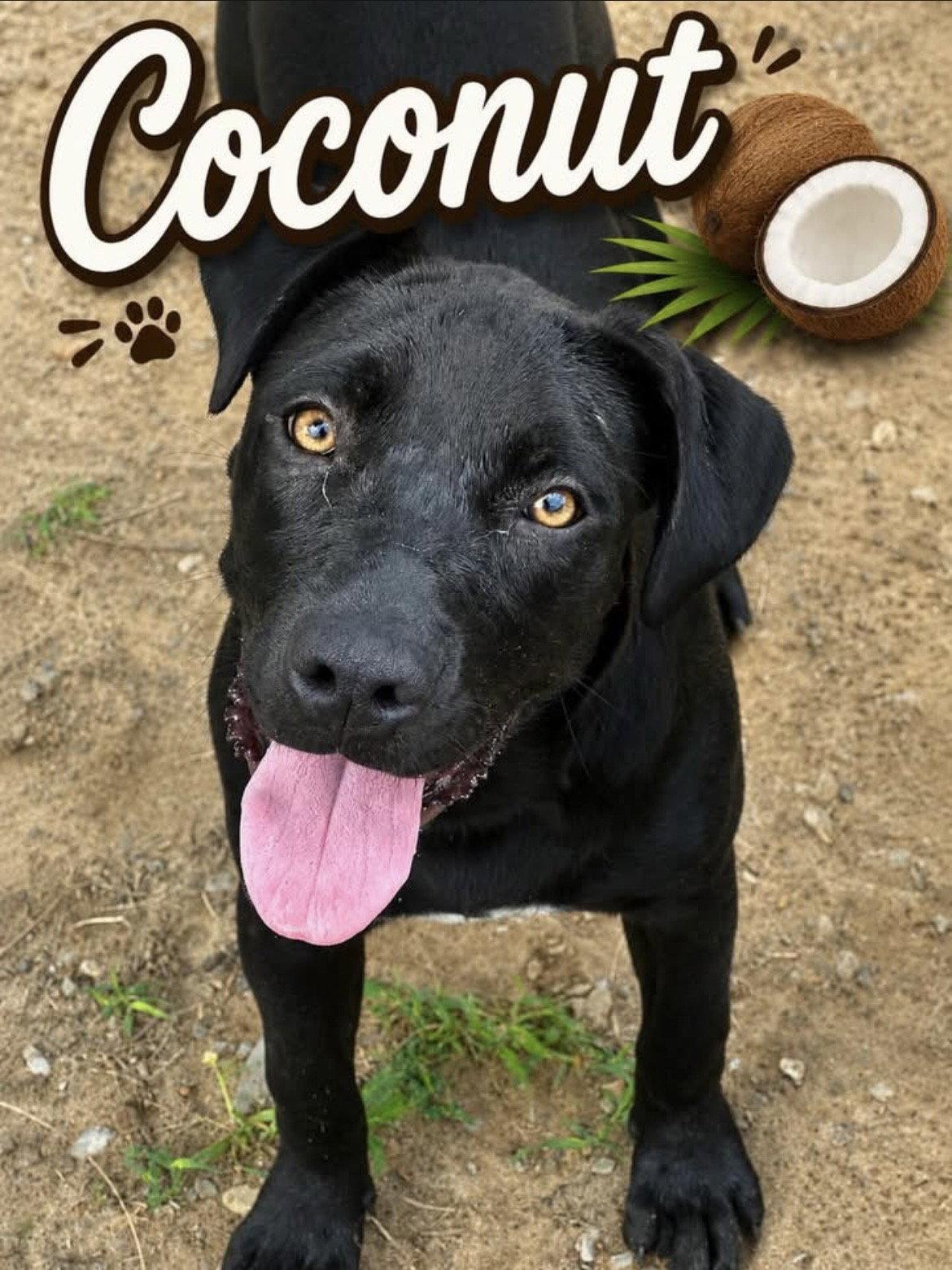 Enlarge Coconut, a Adoptable Mixed Breed in Corning, AR image 2/2