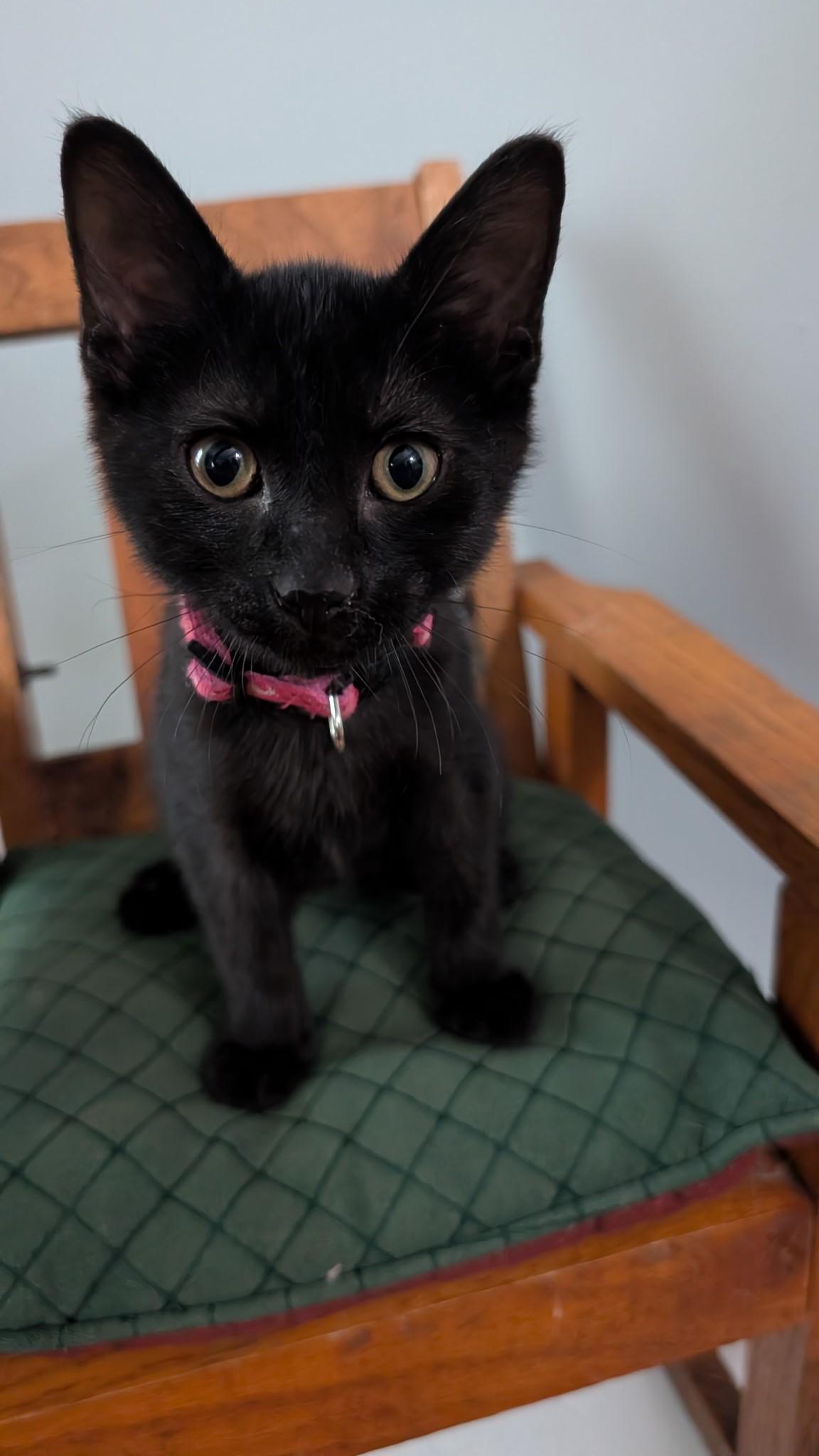 Sabrina Domestic Short Hair Cat