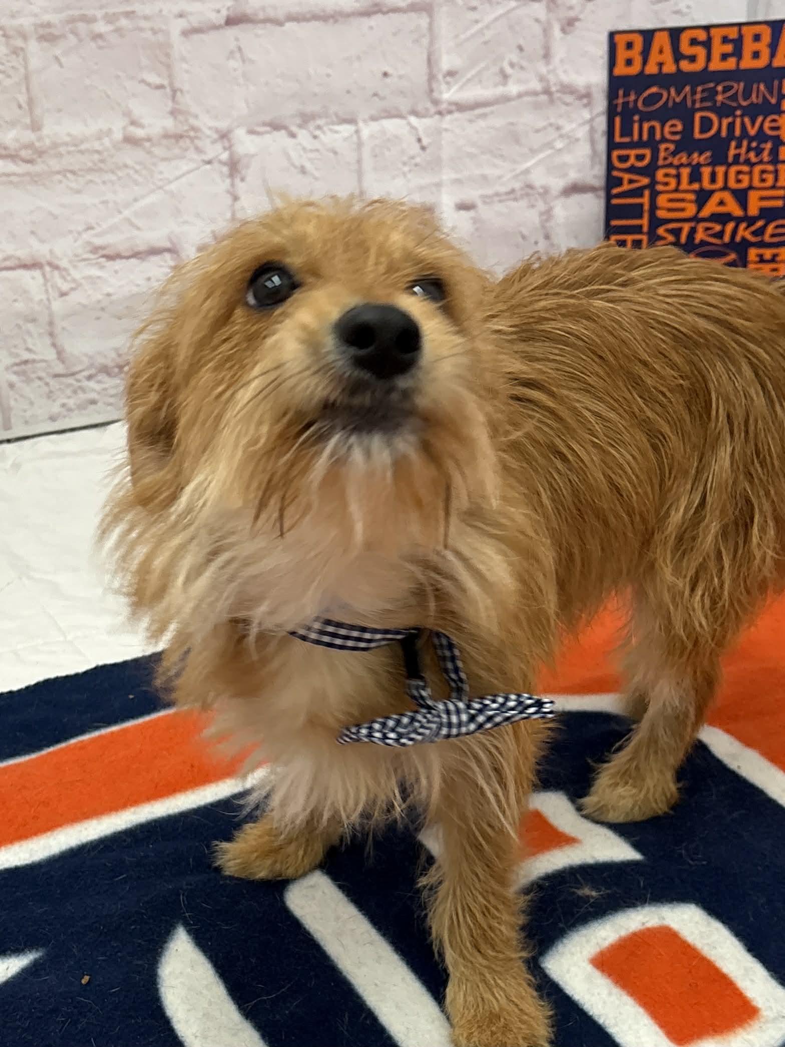 Enlarge Merlin, a Adoptable mixed breed in Oxford, MI image 2/6