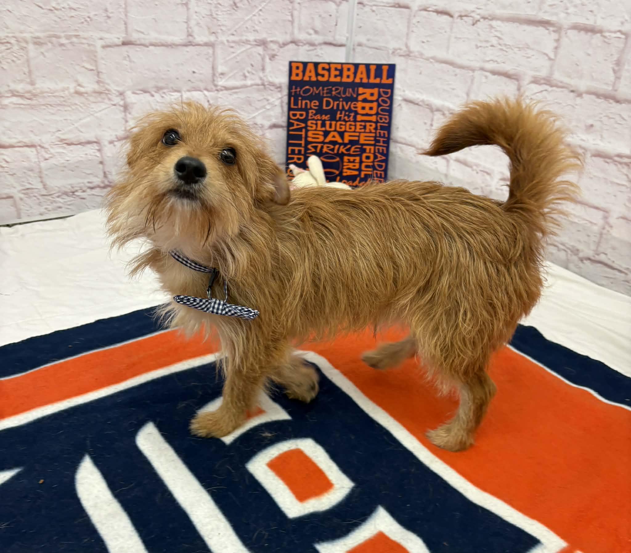 Merlin, Adoptable, Young Male Cairn Terrier & Mixed Breed.
