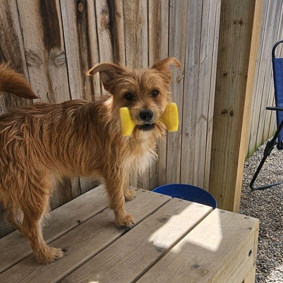 Enlarge Merlin, a Adoptable mixed breed in Oxford, MI image 5/6