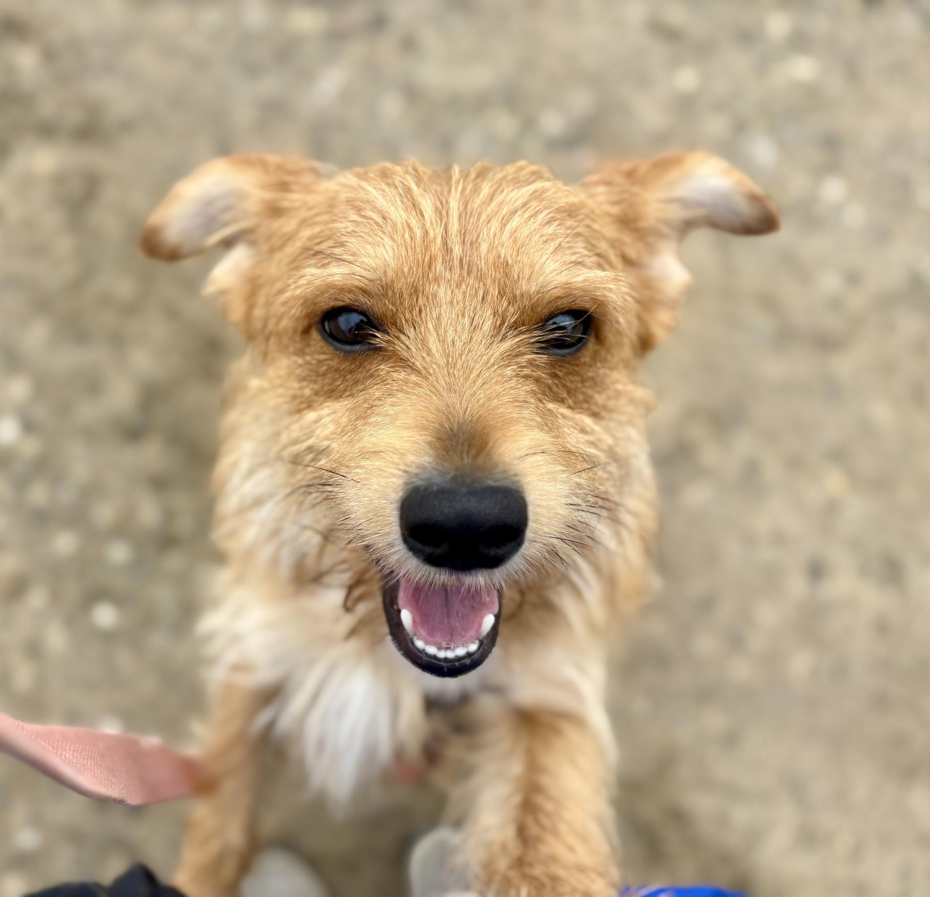 Enlarge Merlin, a Adoptable mixed breed in Oxford, MI image 4/6