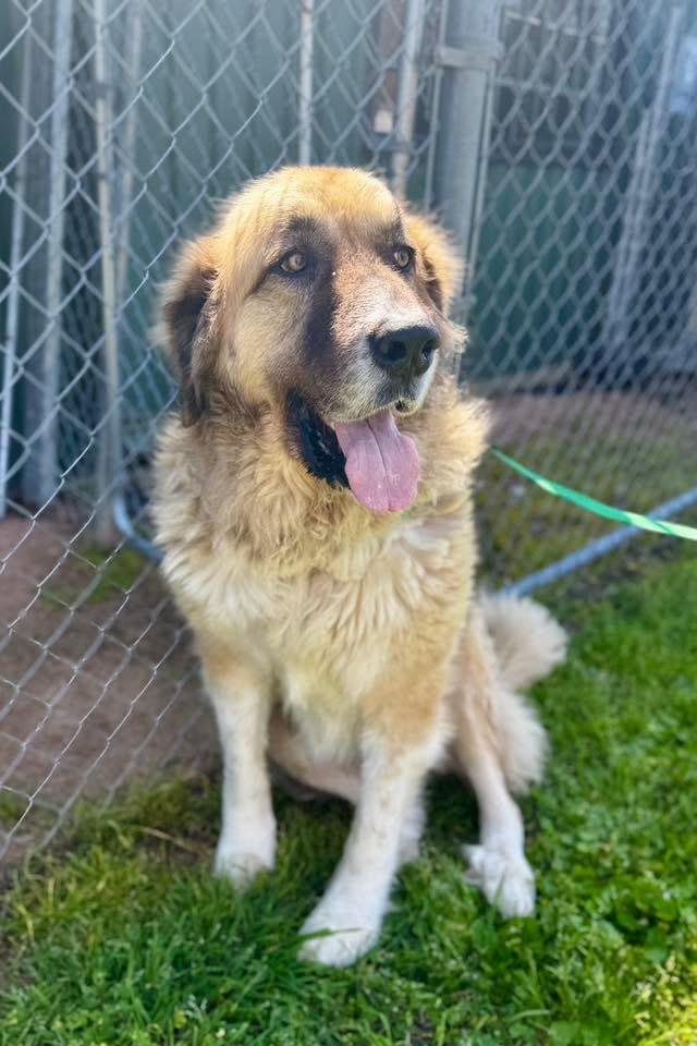 Leo & Lulu, a Adoptable mixed breed in Bryan, TX image 4/6
