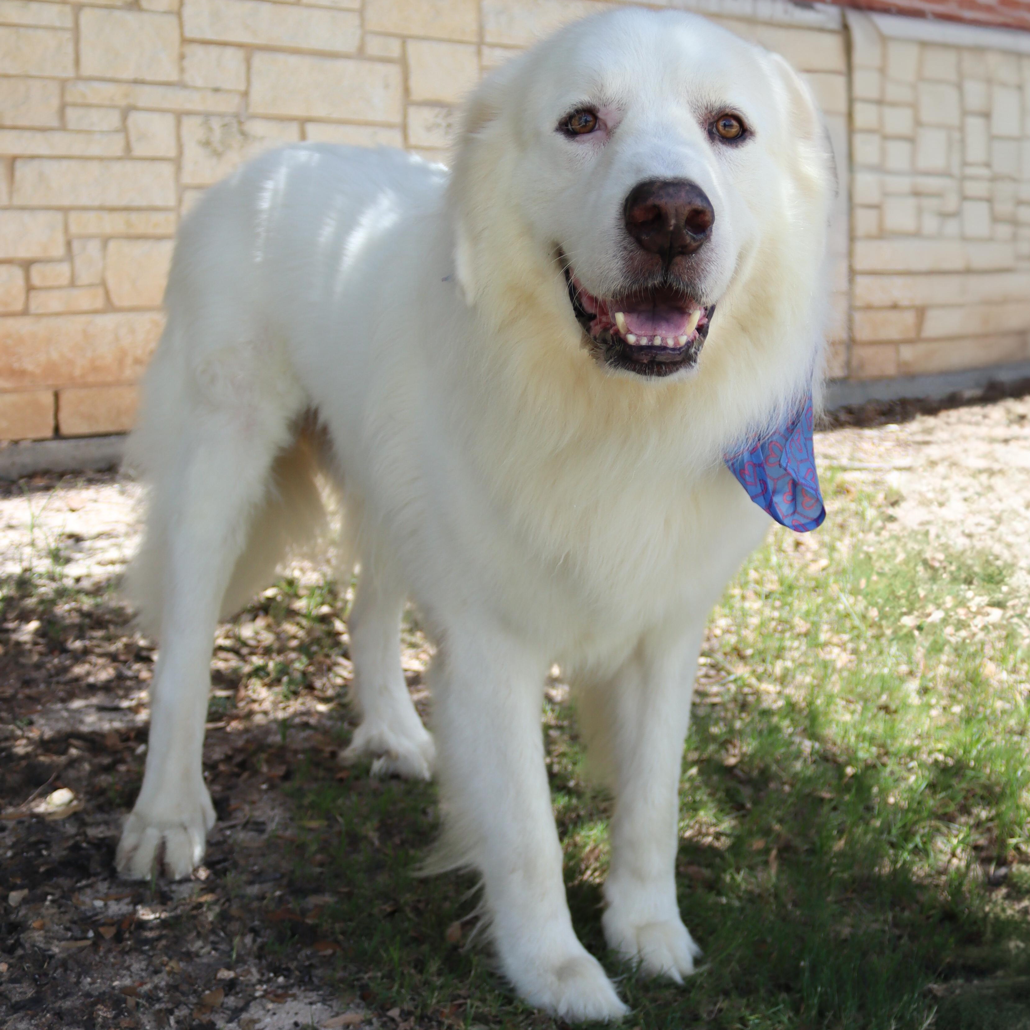 Leo & Lulu, a Adoptable mixed breed in Bryan, TX image 3/6