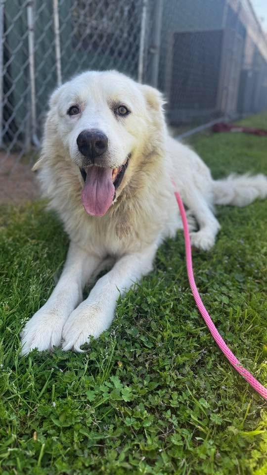 Leo & Lulu, a Adoptable mixed breed in Bryan, TX image 5/6