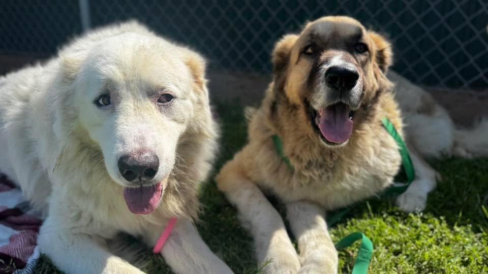 Leo & Lulu, a Adoptable mixed breed in Bryan, TX image 1/6