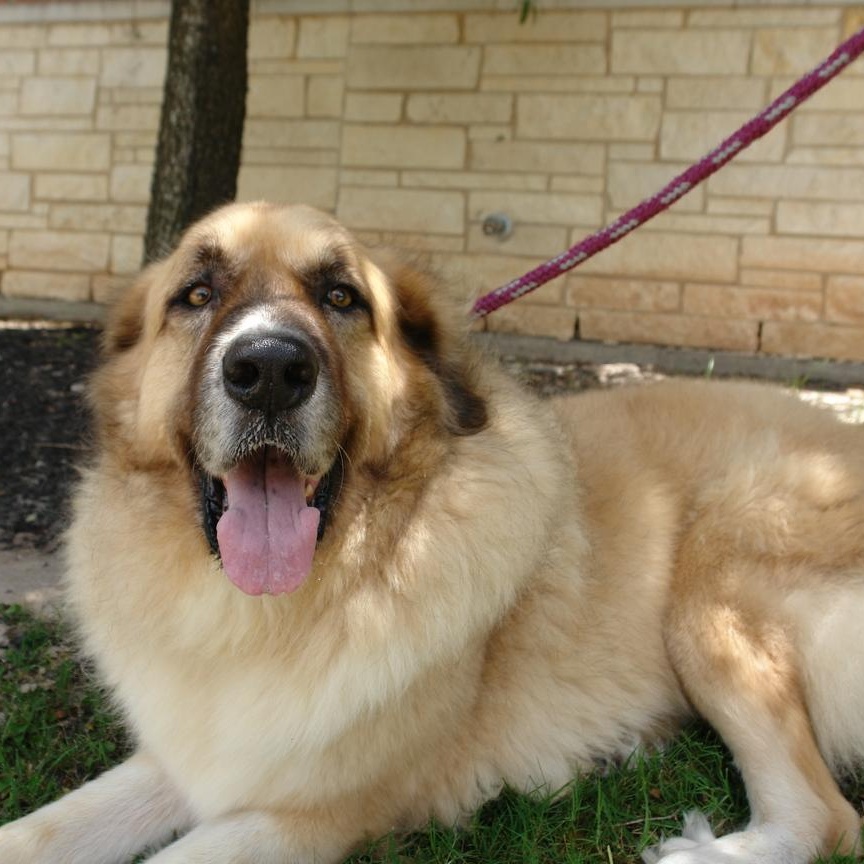 Leo & Lulu, a Adoptable mixed breed in Bryan, TX image 2/6