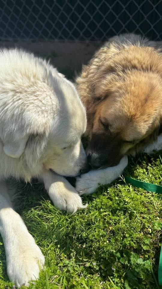Leo & Lulu, a Adoptable mixed breed in Bryan, TX image 6/6