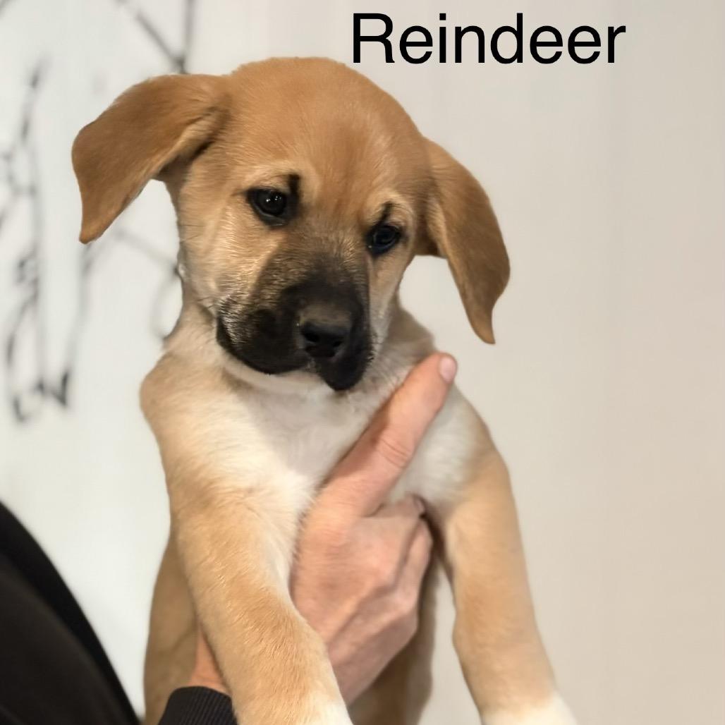 Reindeer — thumbnail 2