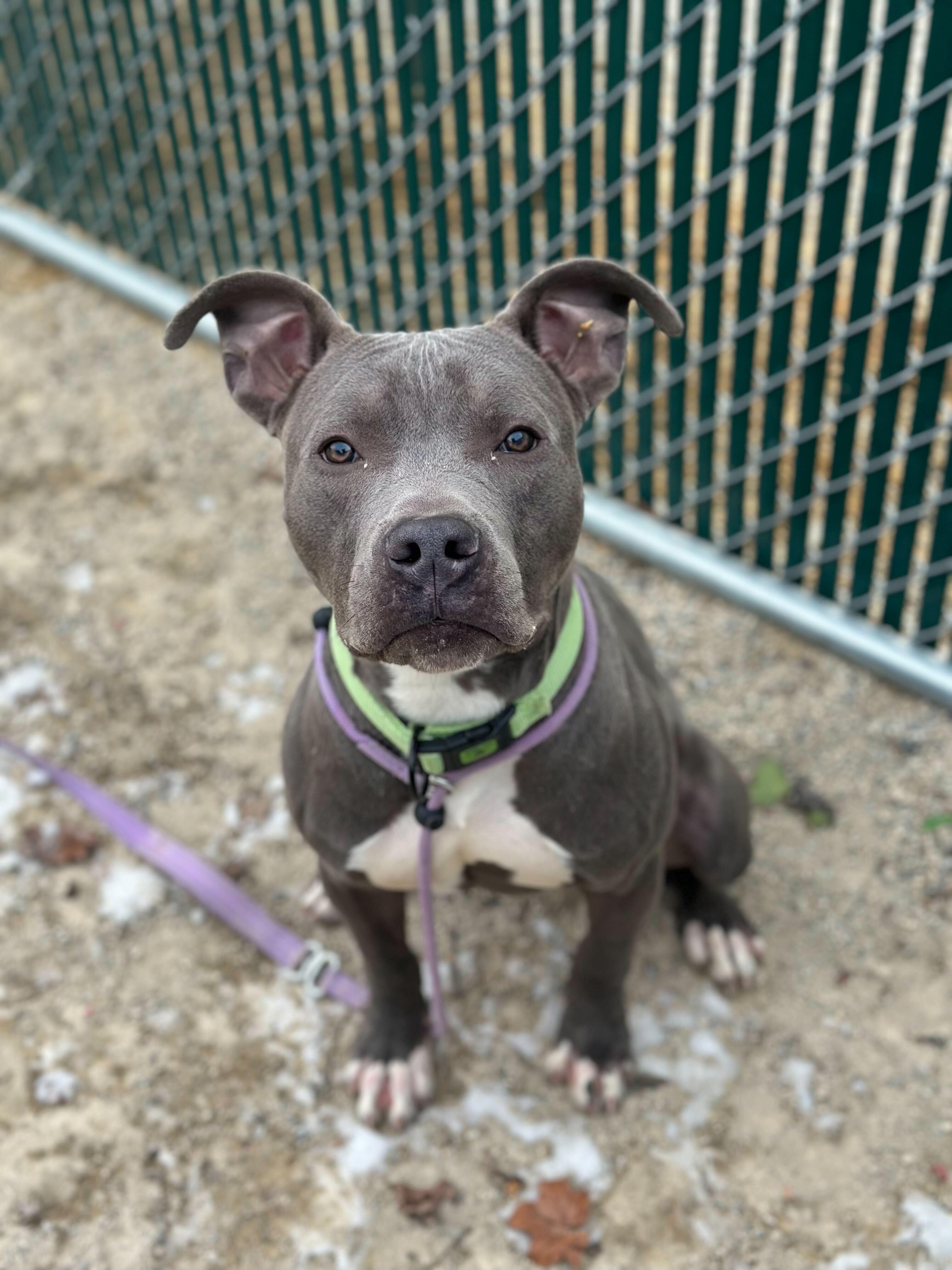 Enlarge Charlie, a ADOPTABLE American Staffordshire Terrier in Conshohocken, PA image 3/5