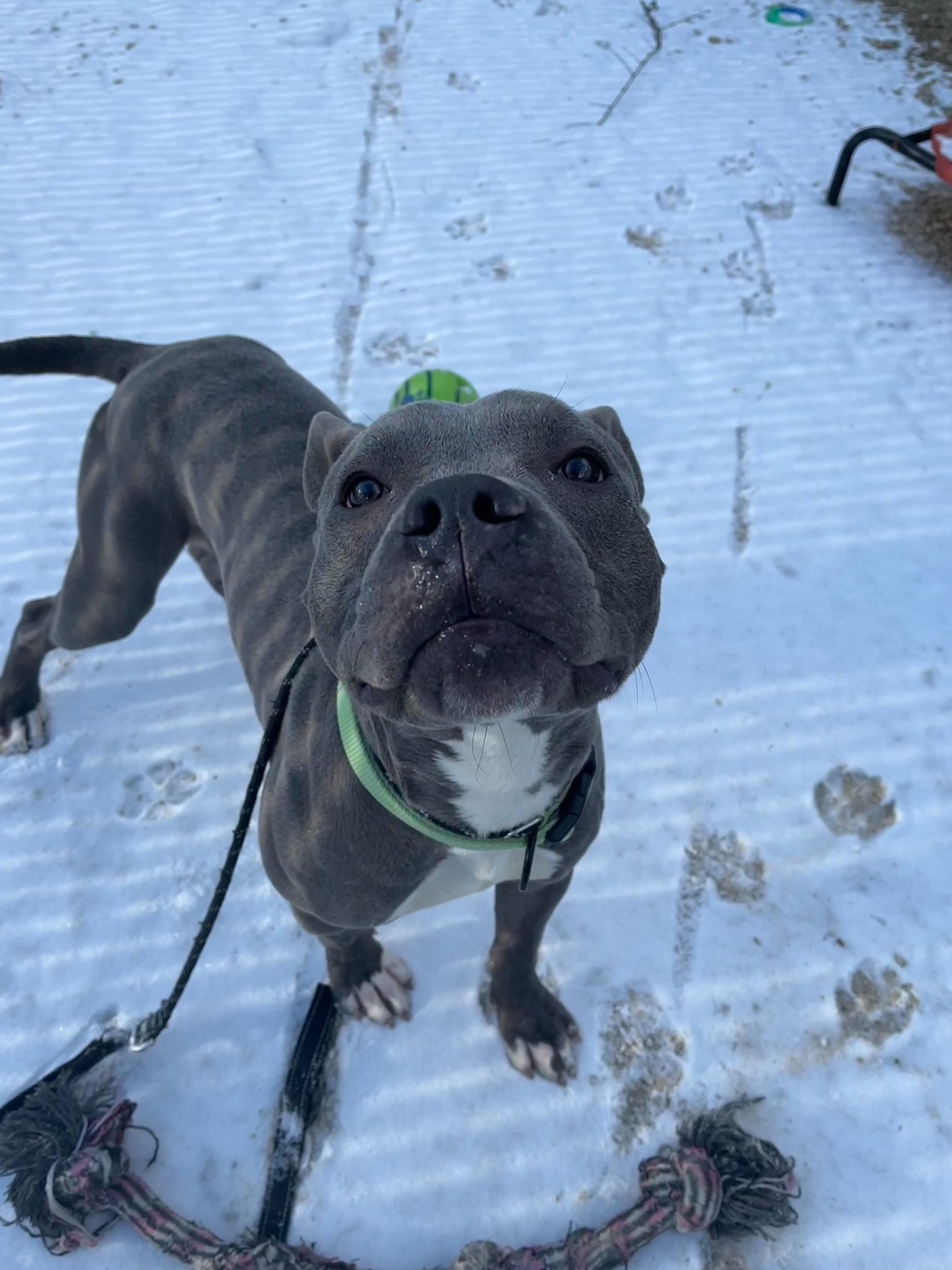 Charlie, ADOPTABLE, Young Male American Staffordshire Terrier.