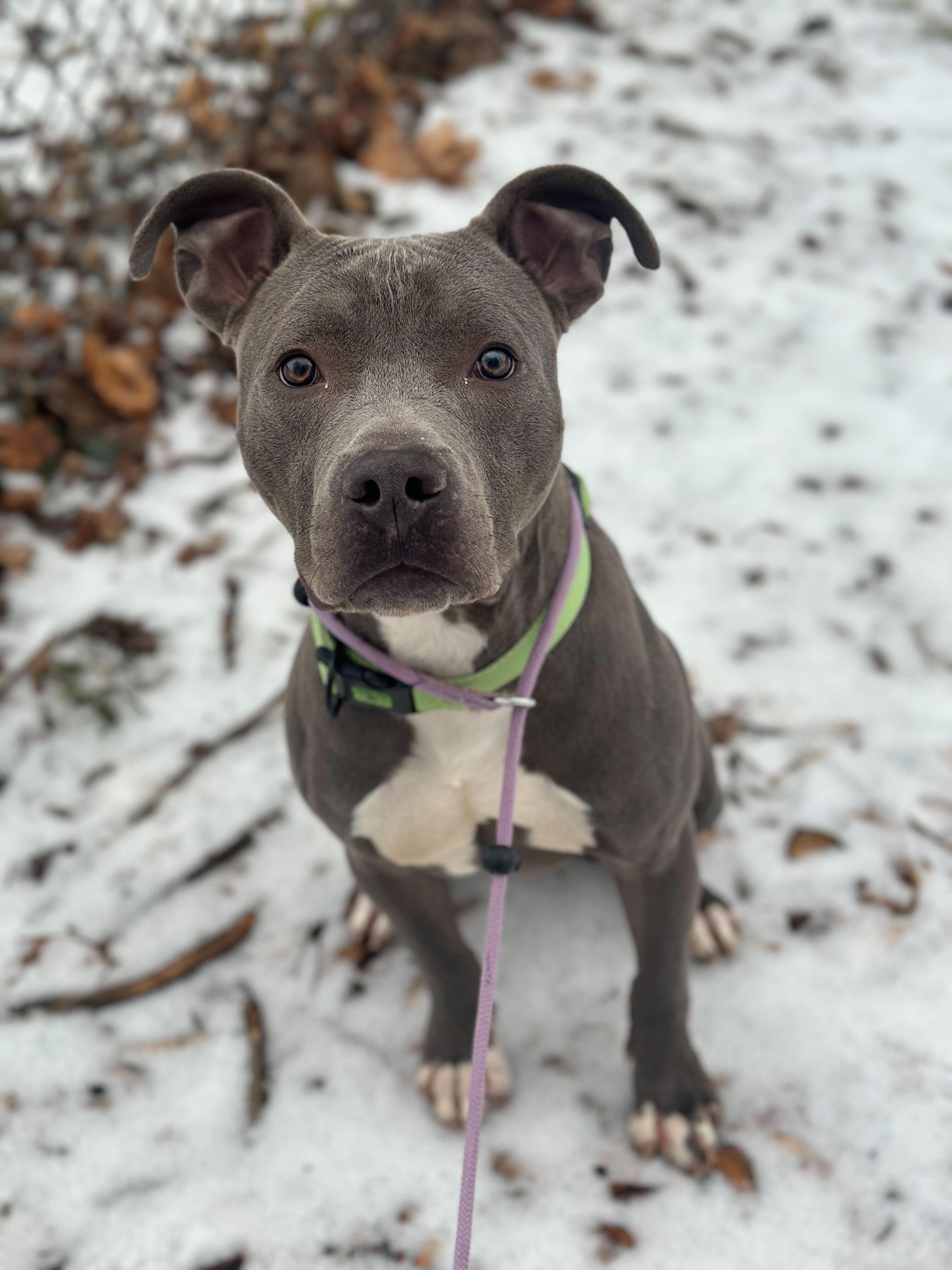 Enlarge Charlie, a ADOPTABLE American Staffordshire Terrier in Conshohocken, PA image 2/5
