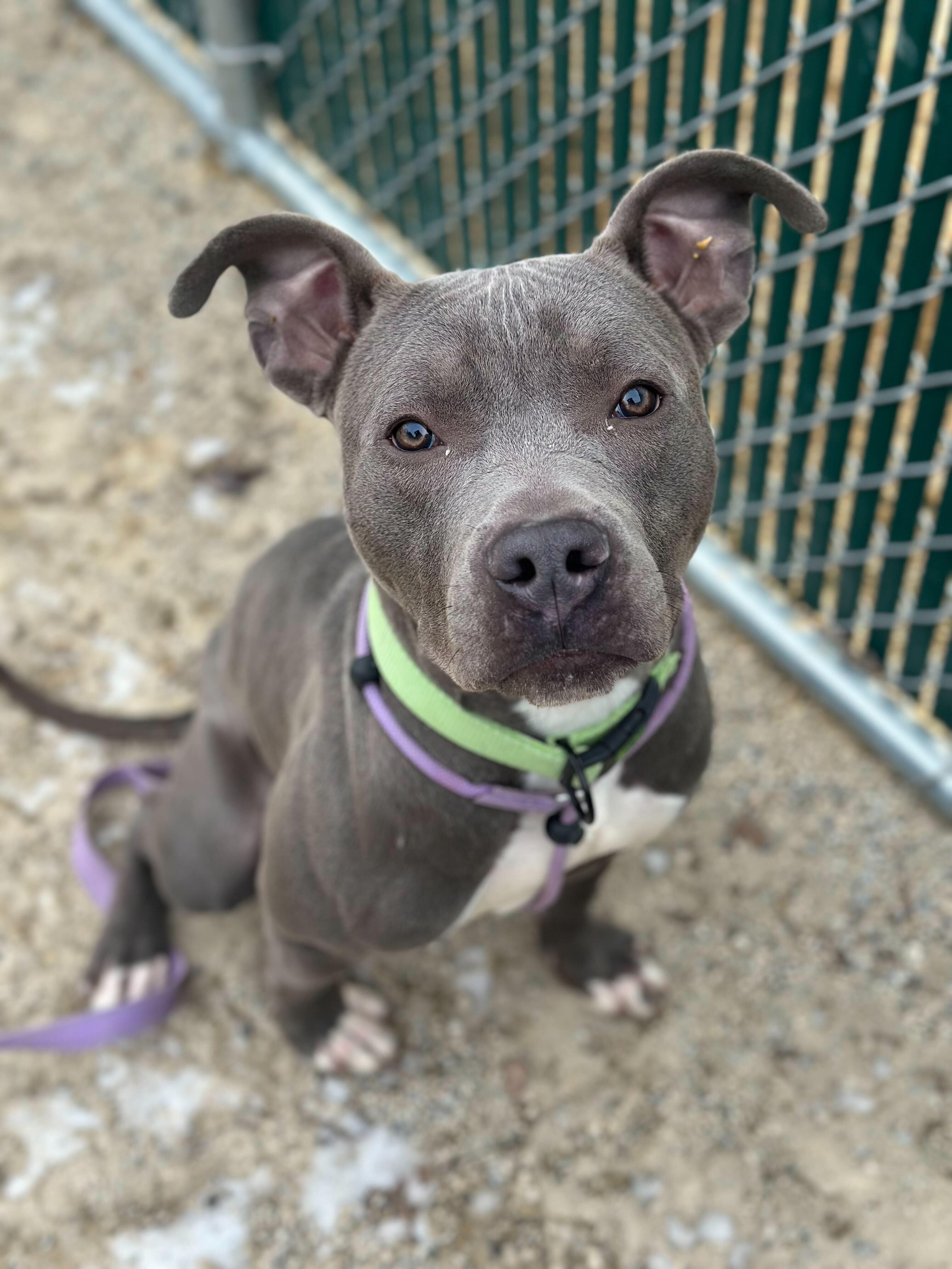Enlarge Charlie, a ADOPTABLE American Staffordshire Terrier in Conshohocken, PA image 4/5