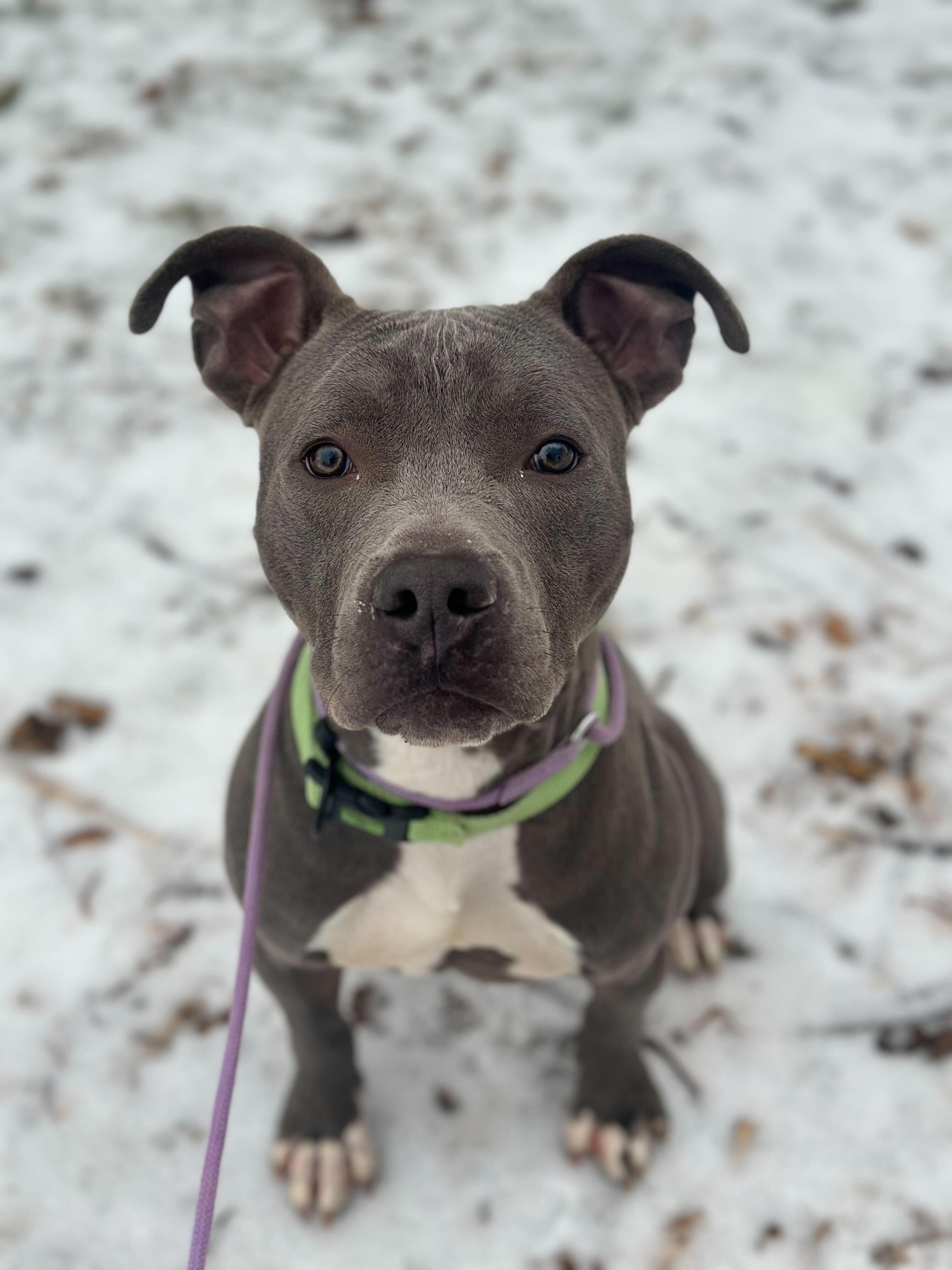 Enlarge Charlie, a ADOPTABLE American Staffordshire Terrier in Conshohocken, PA image 5/5