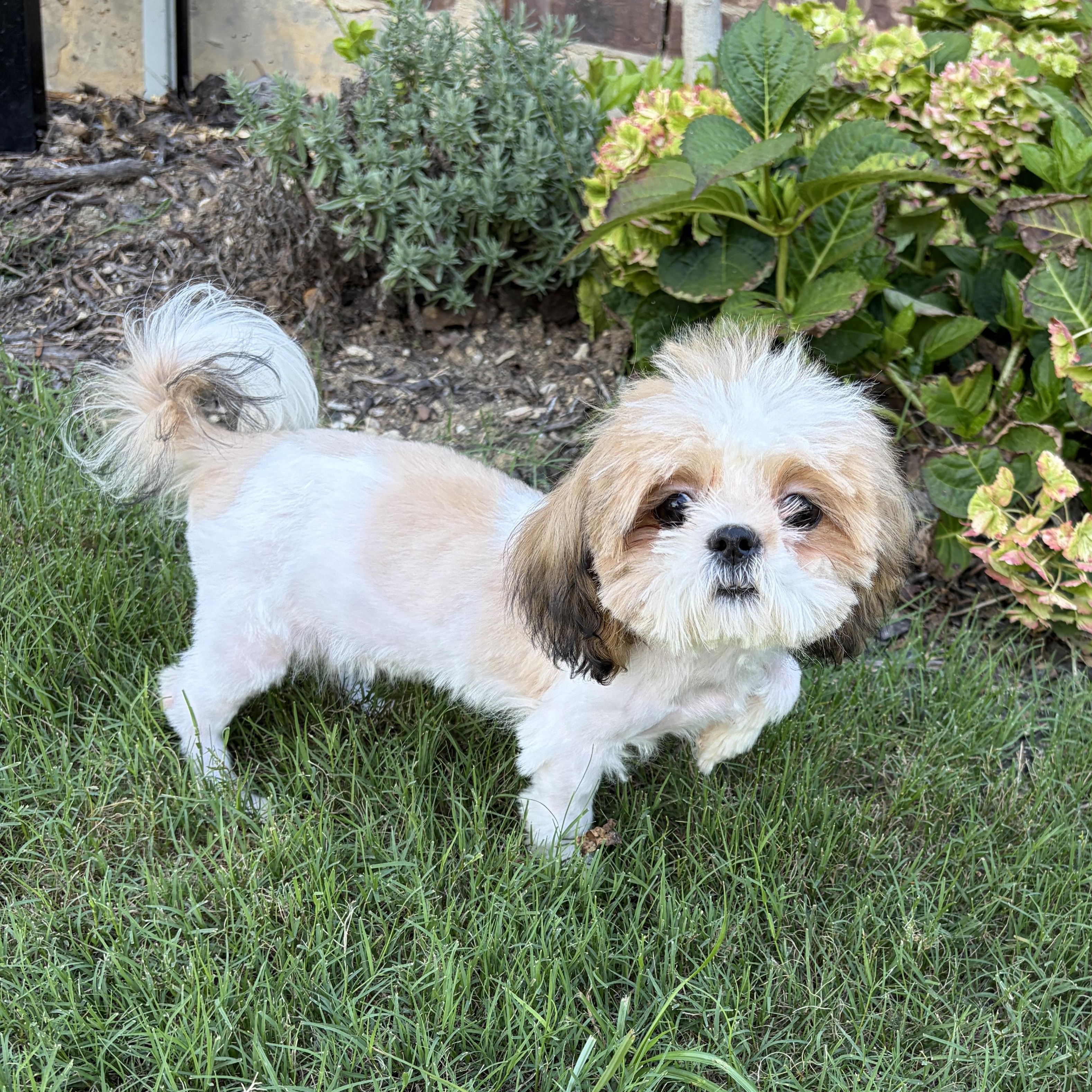 Christina, an adopted Shih Tzu in Plano, TX image 1/3