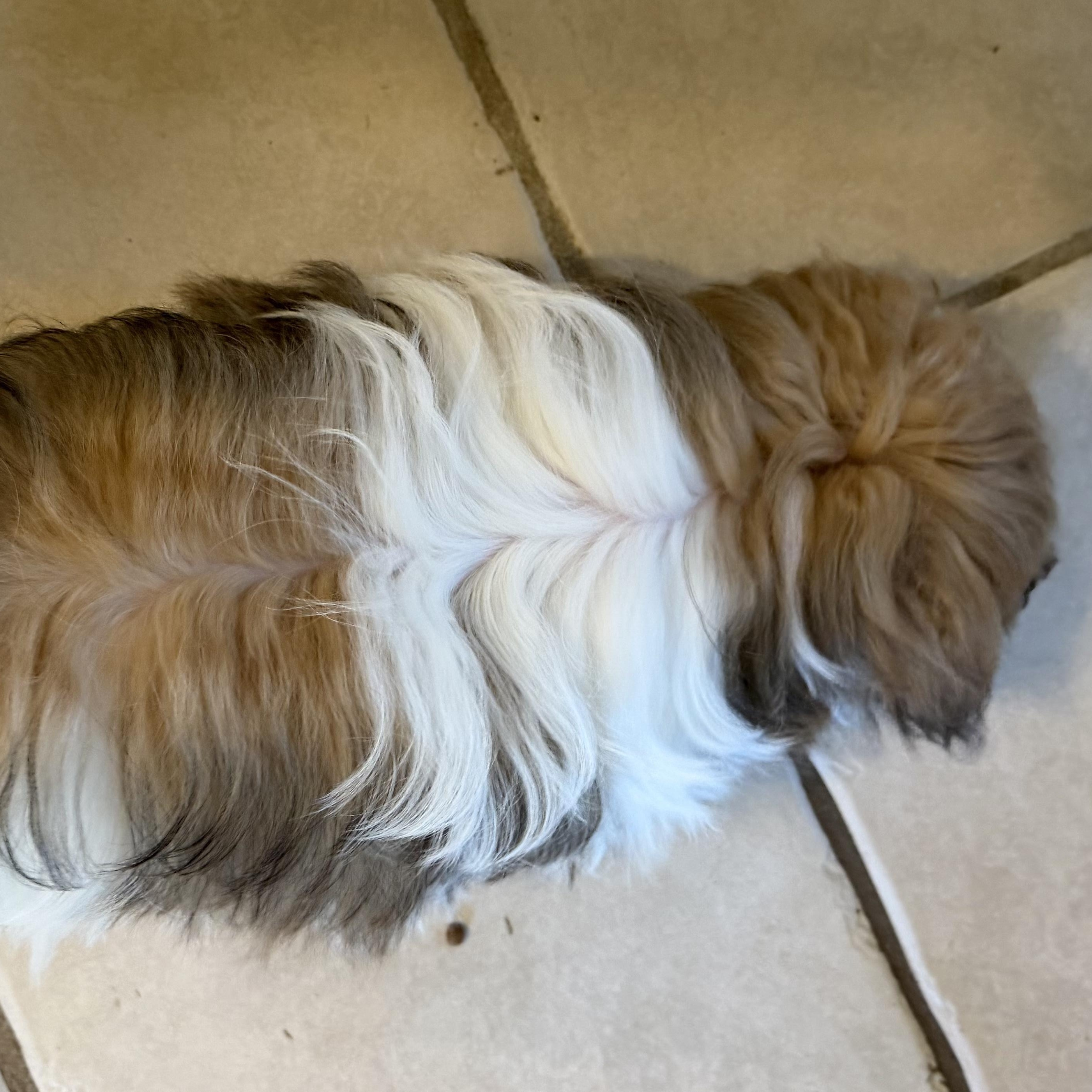 Christina, an adopted Shih Tzu in Plano, TX image 3/3