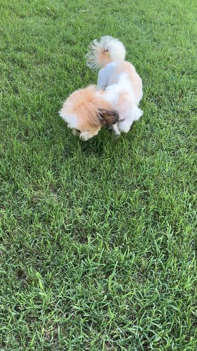 Enlarge Christina, an adopted Shih Tzu in Plano, TX video 2/3
