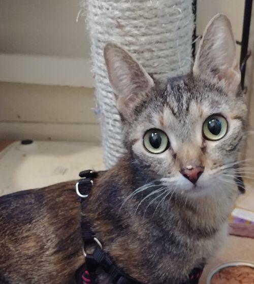 Betty, Adopted, Adult Female Domestic Short Hair.