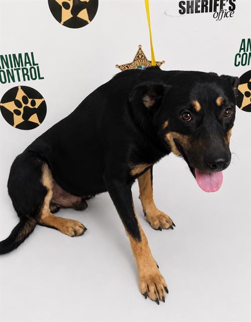 Enlarge RANGER, a Adoptable mixed breed in Winter Haven, FL image 1/1