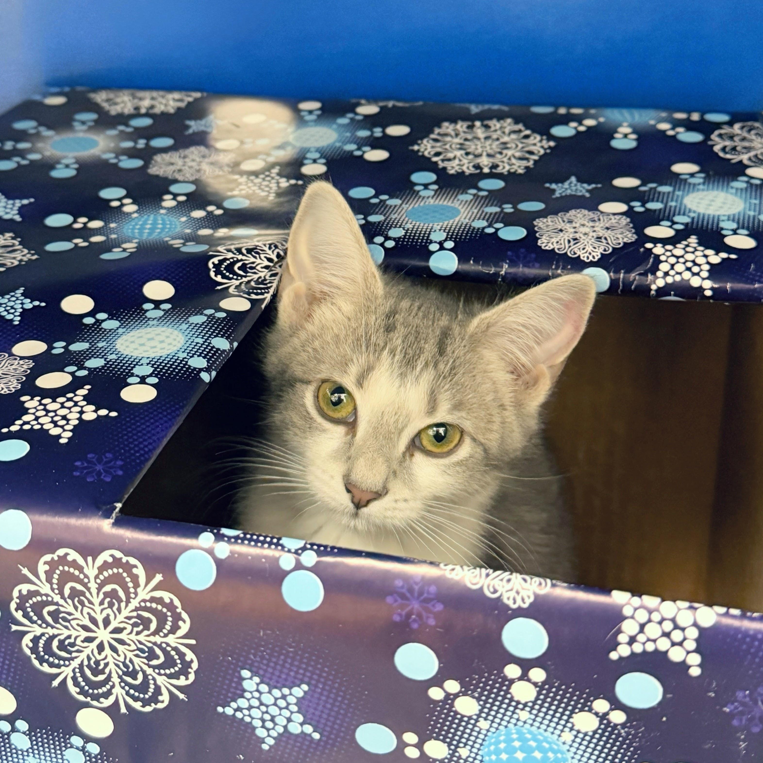 Enlarge Martha Cratchit, a ADOPTABLE American Shorthair in Apex, NC image 1/6